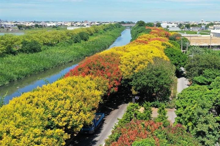 ▲台灣欒樹隧道。　圖：彰化縣政府城市暨觀光發展處／提供