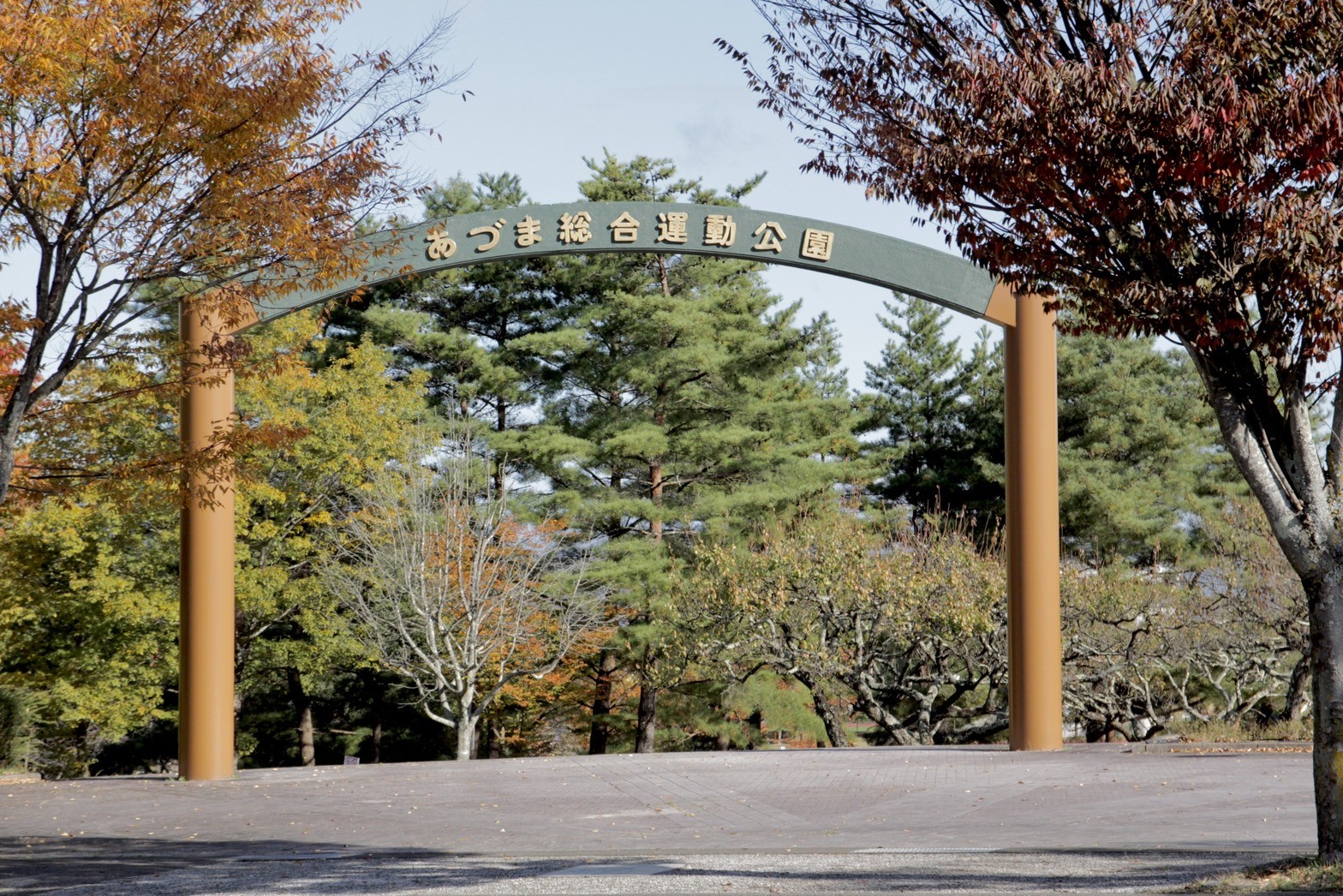 吾妻綜合運動公園是福島市內相當知名銀杏景點，但其實佔地廣闊的公園不管哪個季節都有當季專屬的植物花卉綻放。