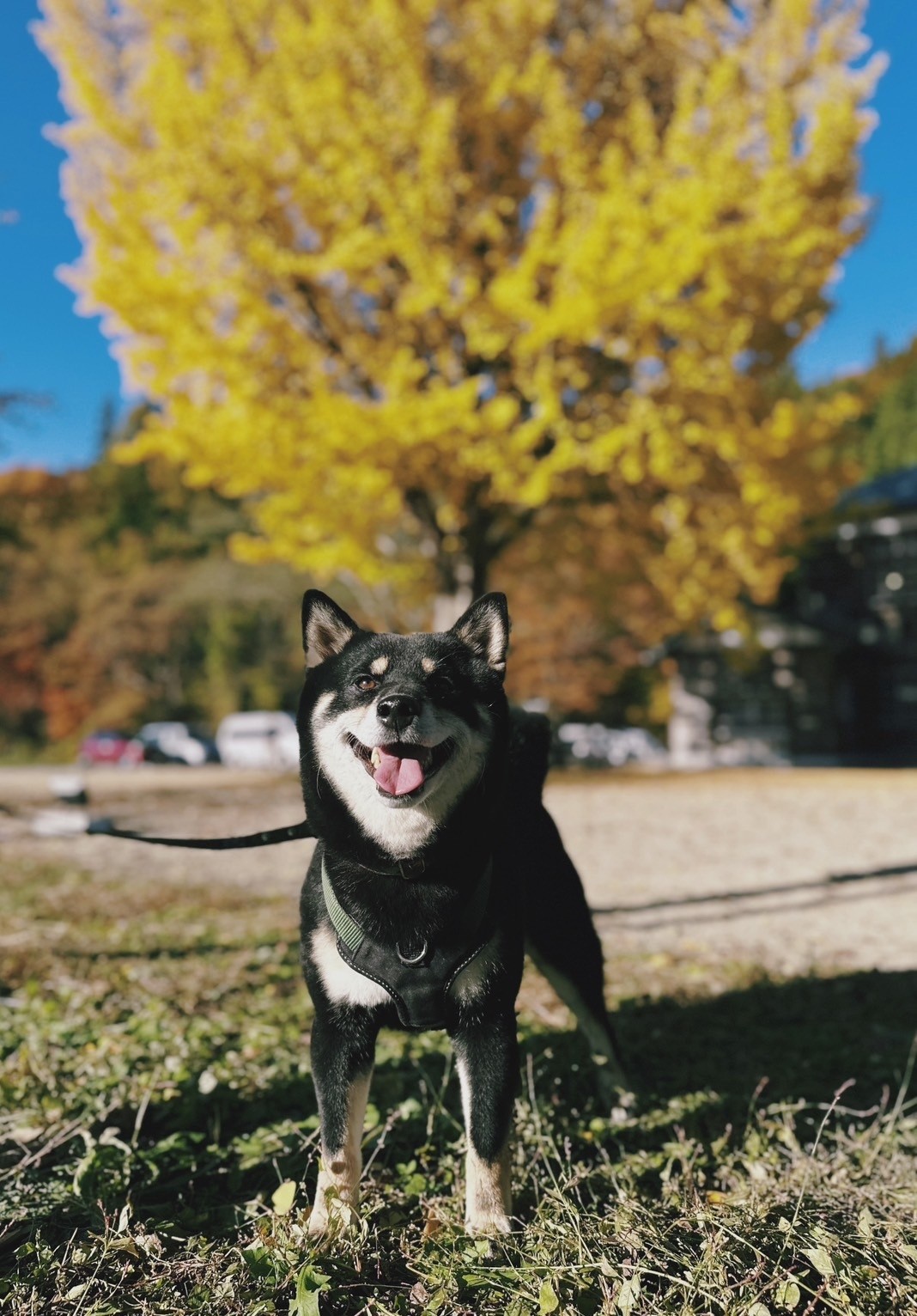 頭好壯壯的可愛柴犬也在主人零食的誘惑下，成為超萌模特兒。