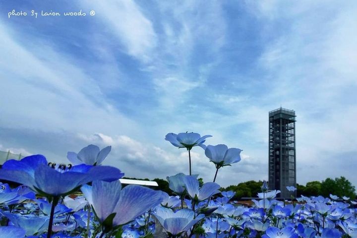 ▲濱名湖的粉蝶花海。　圖：靜岡縣駐台辦事處／提供