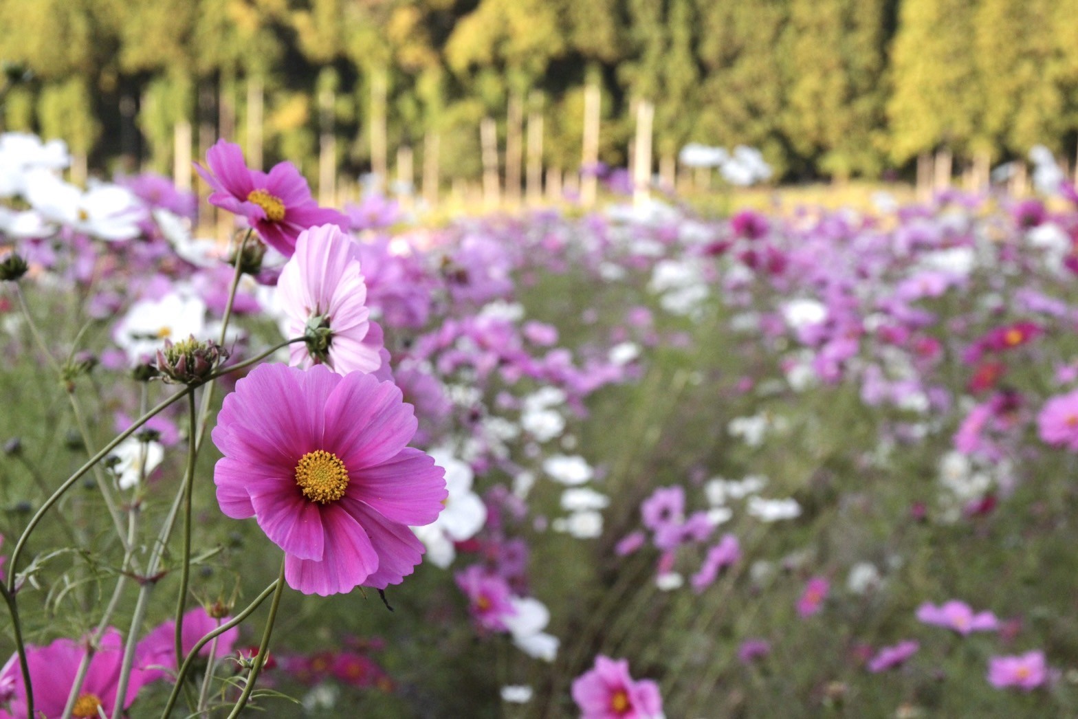 夕陽時分站在花草園中，看過去整片花海真是美不勝收。