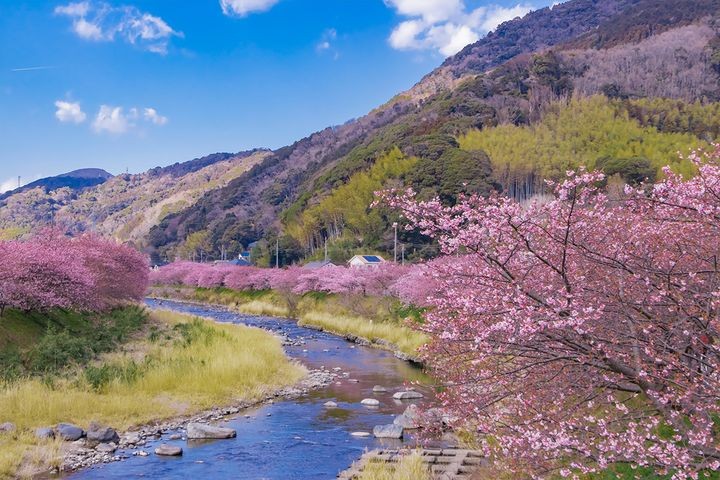 ▲日本賞櫻團將引爆旅展買氣。　圖：金龍旅遊／提供