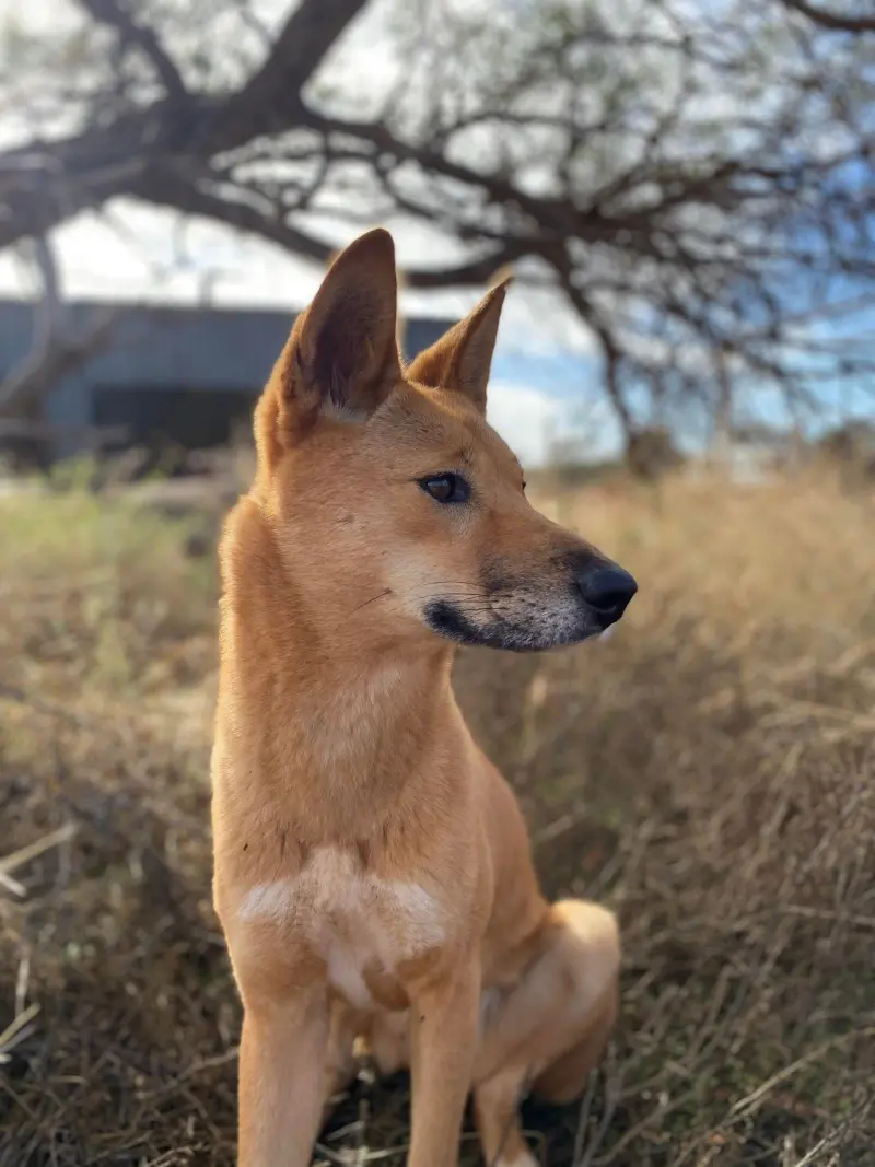 ▲萬迪雖然擁有澳洲野犬的特殊身分，但相當親人且有活力，很喜歡認識其他新朋友，每天都在一點一點長大。（圖／翻攝自IG＠wandi_dingo）