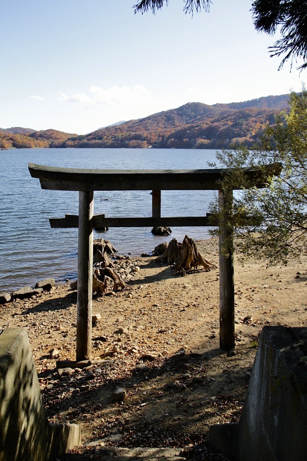 大山祇神社南邊在湖水退去後，可以看到過往參道上的杉樹根與舊鳥居。