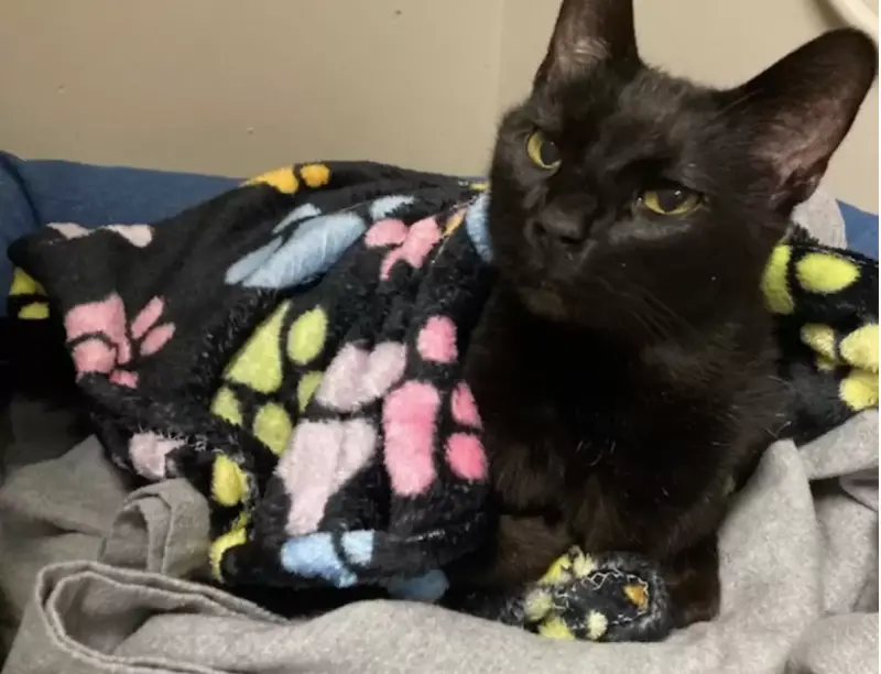 ▲巴德其實已經14歲，與稚嫩的外貌顯得有些不相符。（圖／FB@Putnam Humane Society）