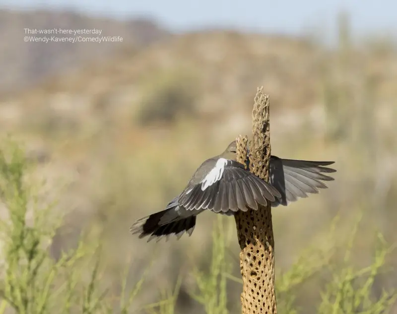 ▲鳥：昨天明明還沒有這個障礙物的。（圖／取自Wildlife Photographer of the Year網站）