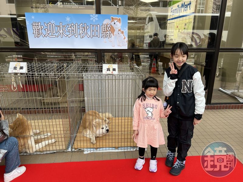 小遊客輪流與秋田犬拍照，可惜狗狗已經等得有點累了，趴下來露出無辜眼神。