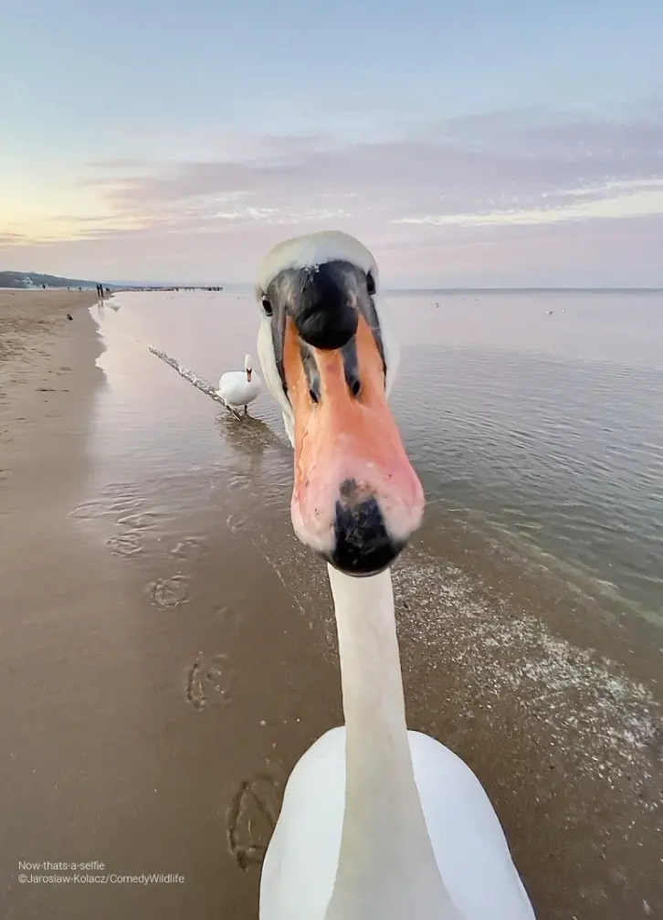 ▲兄弟，自拍鏡頭有點太近了。（圖／取自Wildlife Photographer of the Year網站）