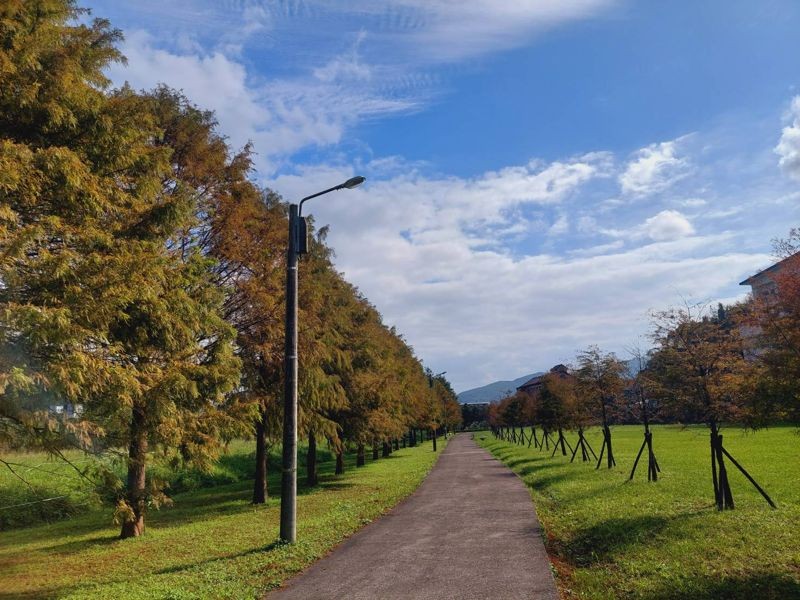 賞落羽松必推新北貢寮環保公園，數百棵一字排開的落羽松，襯著遠方青山與藍天，彷彿踏入油畫中。（新北市景觀處提供）