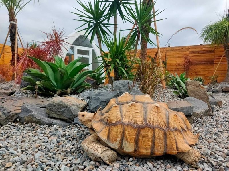 園區中的可愛動物區宛如迷你版動物園，有笑笑羊、象龜及天竺鼠，還可觀察狐獴生態。（捷絲旅宜蘭礁溪館提供）