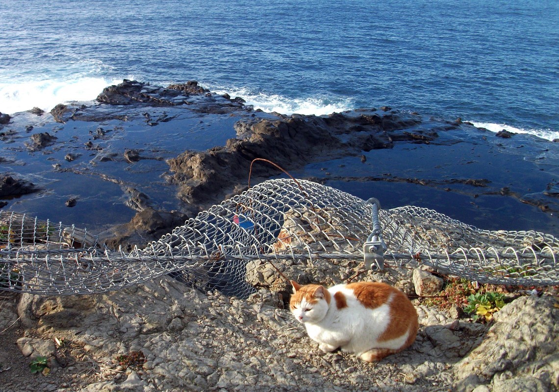 江之島 貓