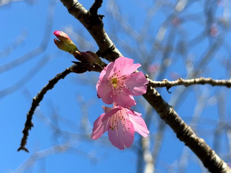 汐止區康誥坑溪兩岸，沿岸種植約200株山櫻，花色為濃桃紅色，花型呈吊鐘狀。（新北市景觀處提供）