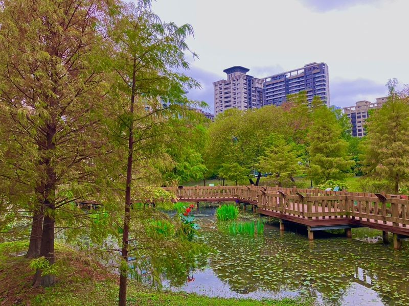 捷運線幸福站步行5分鐘處，頭前運動公園內詩情畫意落羽松生態池。（新北市景觀處提供）