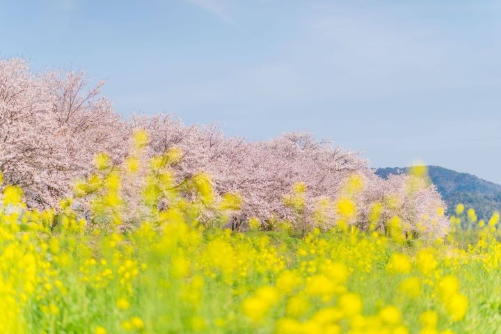 ▲滋賀縣長濱市高時川沿岸。　圖：琵琶湖・近江路觀光圈活性化協議會／提供