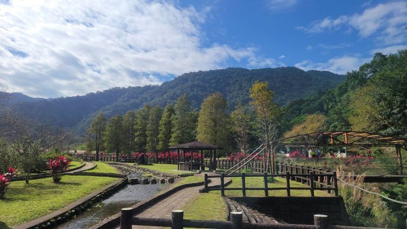 坪林九芎親水公園一整排高大的落羽松，在寒流催化下將交織成一片橙黃紅漸層美景。（新北市景觀處提供）