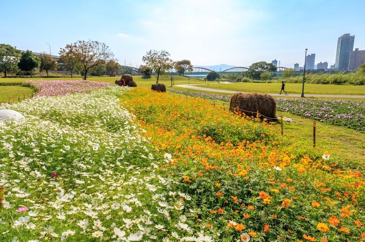 ▲在古亭河濱公園慢跑、打籃球，可以觀賞壯觀花海。　圖：台北市政府工務局水利工程處官方臉書（攝影：曹正邦）／提供