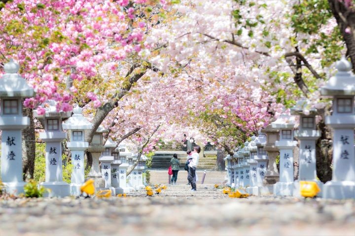 ▲滋賀縣長濱市「伊香具神社」參道櫻花。　圖：琵琶湖・近江路觀光圈活性化協議會／提供