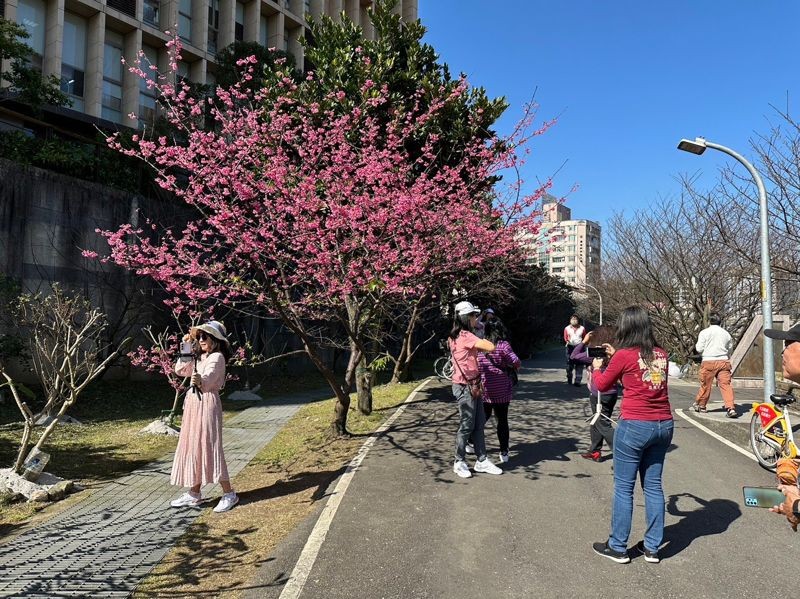 康誥坑溪櫻花大道適合民眾前來拍照打卡。（新北市景觀處提供）