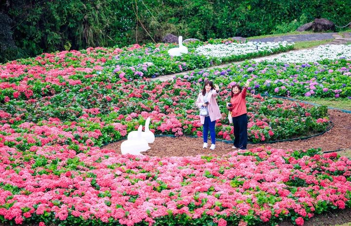 ▲上萬盆繡球花，在大溝溪生態治水園區繽紛盛開中。　圖：台北市政府工務局水利工程處／提供