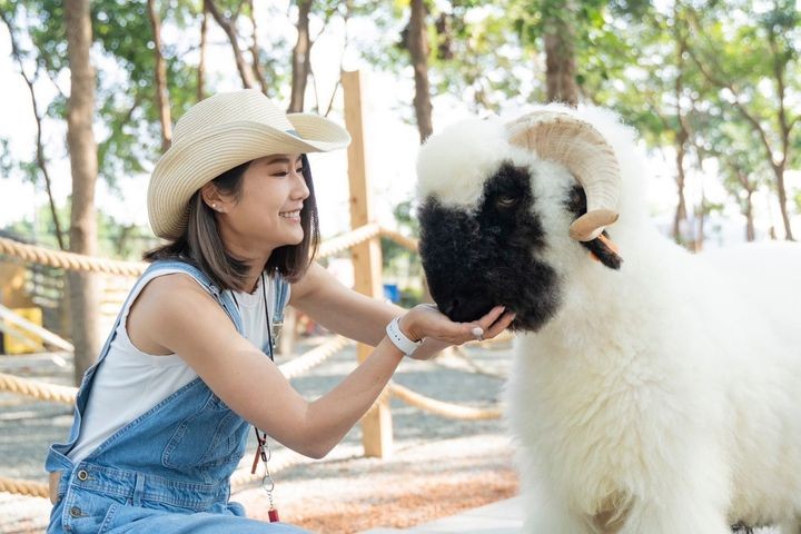 ▲可愛溫馴的羊咩咩。　圖：嘉義縣文化觀光局藝文推廣科／提供