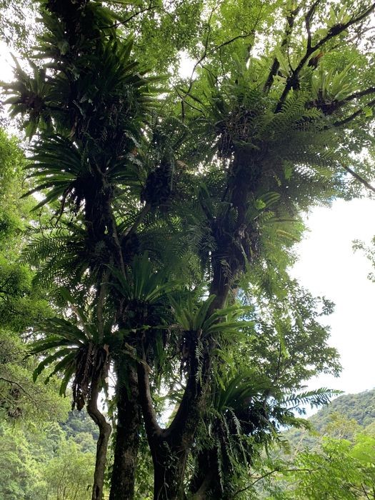 ▲內洞國家森林遊樂區溫暖潮濕，是名副其實的蕨類植物樂園。　圖：林業及自然保育署新竹分署／提供