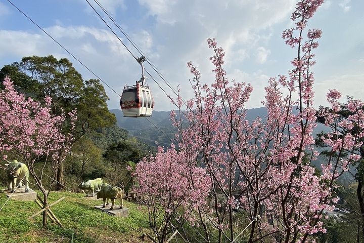 ▲貓纜指南宮站櫻花。　圖：臺北市政府觀光傳播局／提供