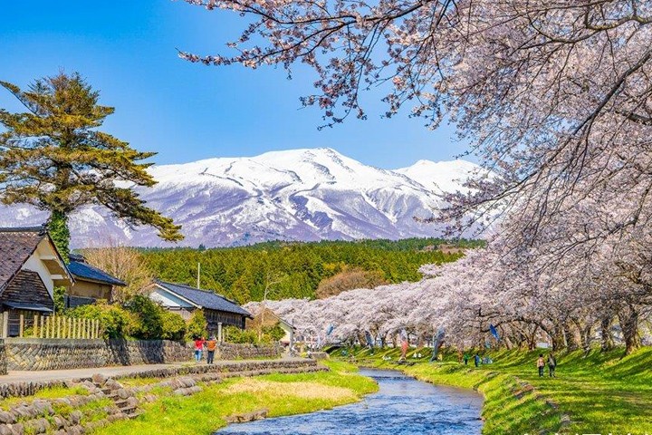 ▲山形縣遊佐町中山河川公園的染井吉野櫻。　圖：JR TIMES／提供