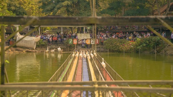 ▲「粉牛樂園」賽鵝活動。　圖：嘉義縣文化觀光局／提供