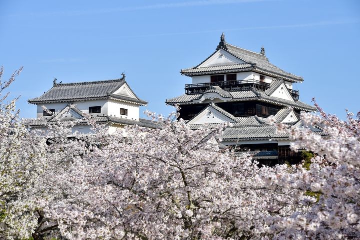 ▲四國賞櫻勝地－松山城公園。　圖：喜鴻假期／提供