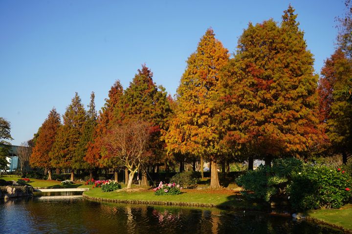 ▲成美文化園美稱為台版兼六園，一年四季各有獨特風情。　圖：成美文化園／提供