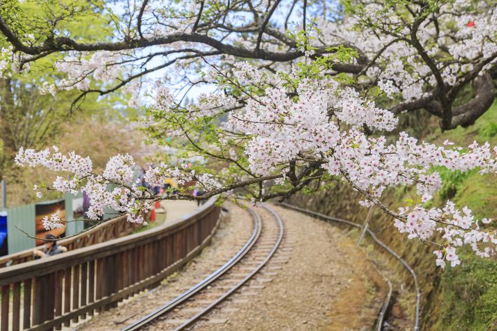 ▲春遊阿里山賞心悅目，處處可見櫻花怒放。　圖：喜鴻假期／提供