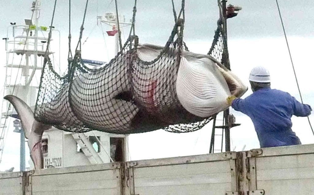日本以「科學名義」大量捕殺鯨魚333頭中有200頭懷孕母鯨- TNL 日本以「科學名義」大量捕殺鯨魚333頭中有200頭懷孕母鯨- TNL