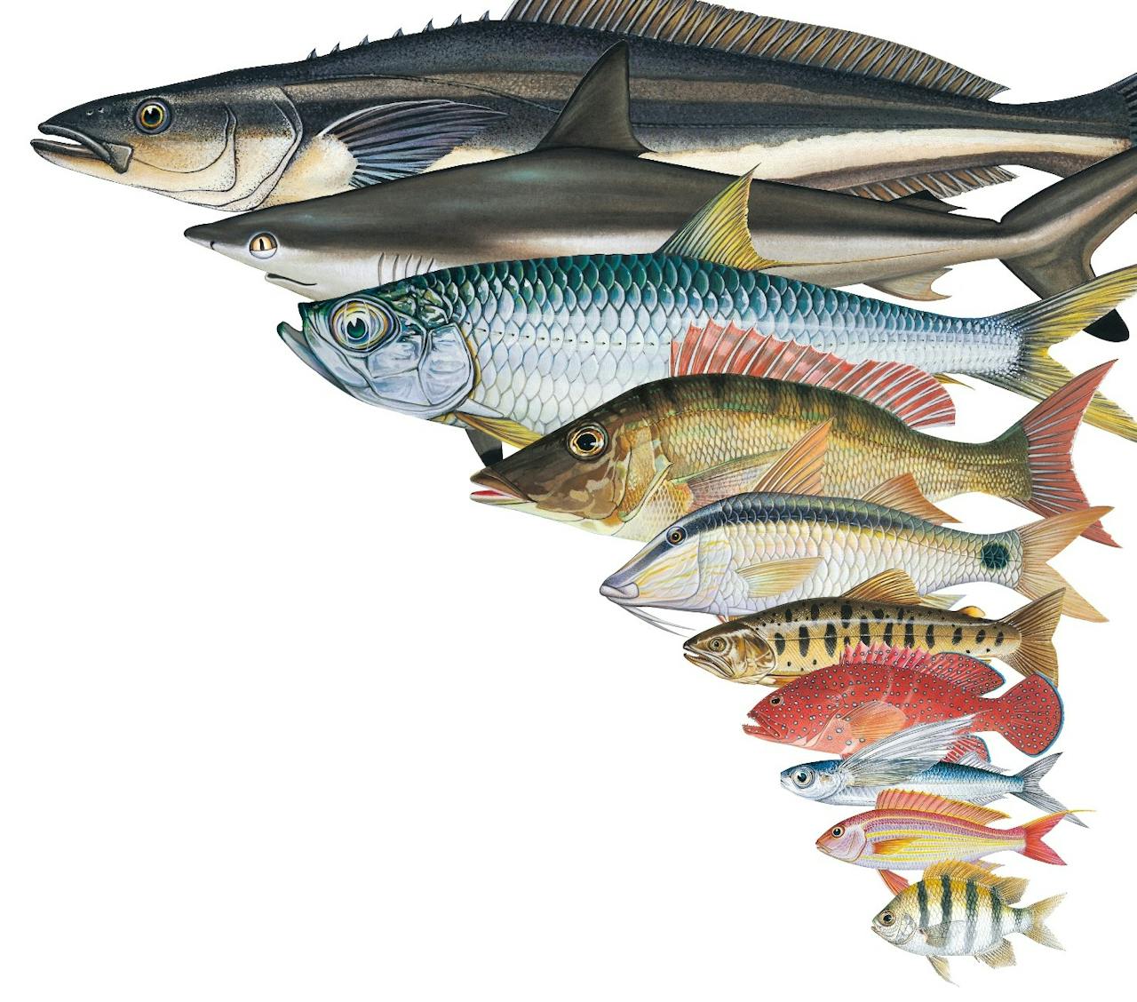 鯨魚、文昌魚、山椒魚都不是魚類，到底什麼才是魚？ - TNL The News Lens 關鍵評論網