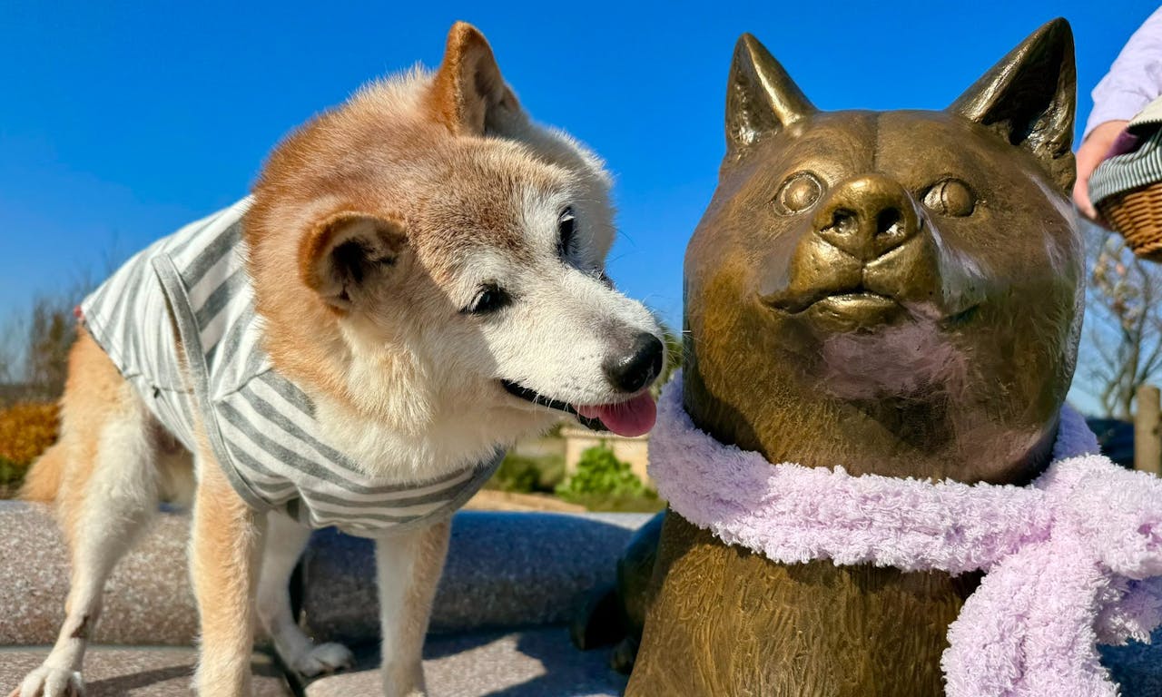 狗狗幣的啟發、迷因「神煩狗」本尊柴犬過世，一起回顧他的精彩一生- TNL The News Lens 關鍵評論網