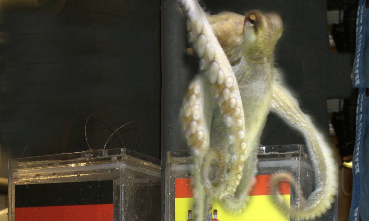 章魚保羅「預測」世足賽勝負的能力是真的嗎？ - TNL The News Lens 關鍵評論網