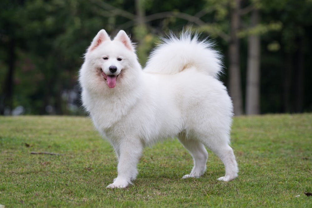 被稱「微笑天使」的薩摩耶犬其實不好養,需要足夠的愛心和付出才能讓牠們快樂 - TNL The News Lens 關鍵評論網