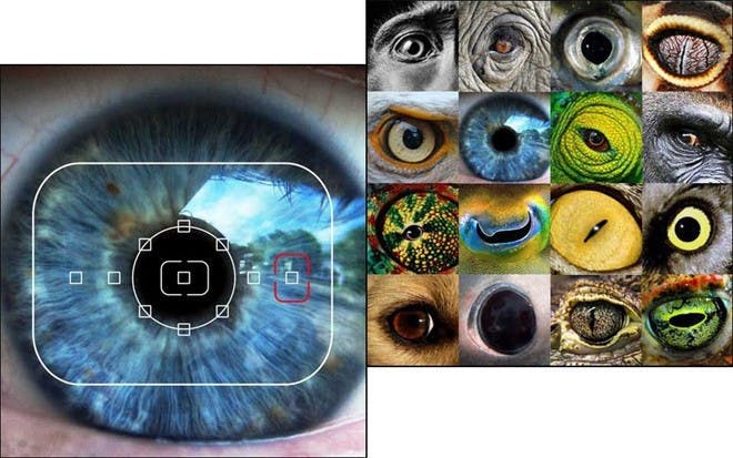 是科科學:破解大腦密碼─揭開腦內智慧變焦的面紗這篇文章的首圖