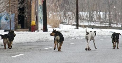 是 家犬之所以進化關鍵在於「澱粉的消化能力」這篇文章的首圖