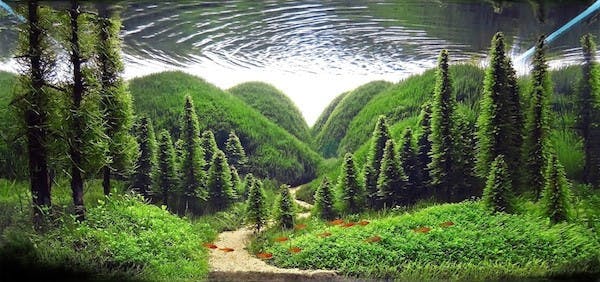是小小水族箱也能有無限大創意-「世界水草造景大賽」這篇文章的首圖