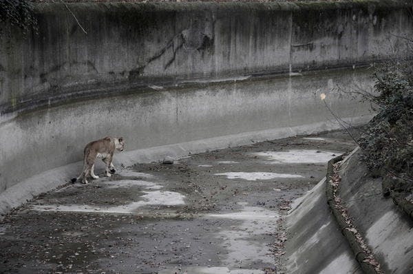 是被囚的野性︰拍攝園內動物的另一面這篇文章的首圖