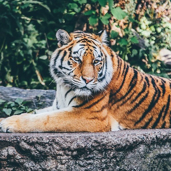 是英國動物園傳老虎攻擊,悲劇頻傳掀動物園爭議這篇文章的首圖