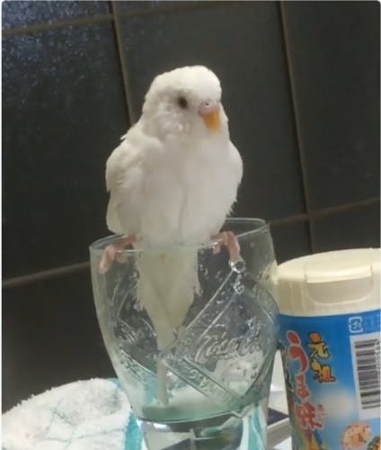 是平平是鳥,烏鴉喝水會撿石頭,鸚鵡喝水就…這篇文章的首圖