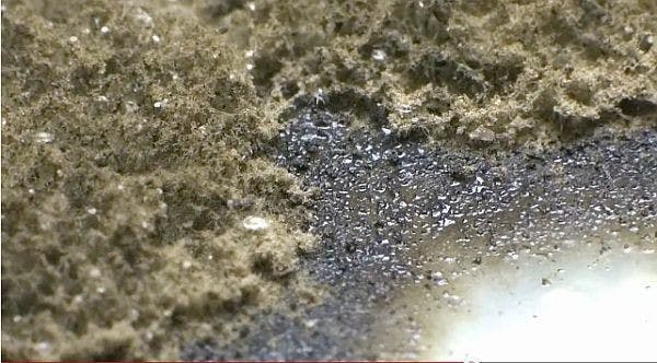 是癮科學:發黴是這世界上最美好的事這篇文章的首圖