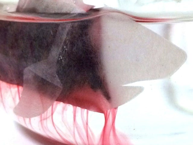 是浪漫花果茶裝在鯊魚茶包裡,意想不到的事發生了…這篇文章的首圖