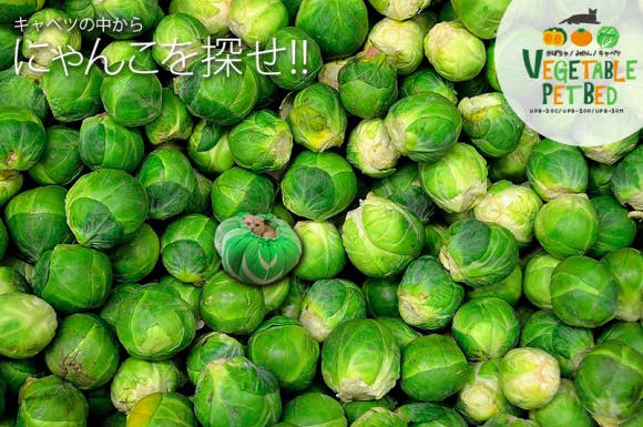 是圓滾滾的蔬菜造型寵物睡床這篇文章的首圖