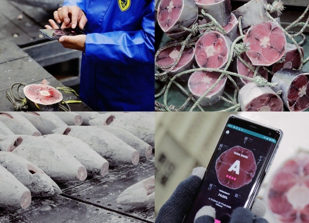 是電腦也會分析鮪魚肉質,透過手機拍攝即可完成判斷這篇文章的首圖