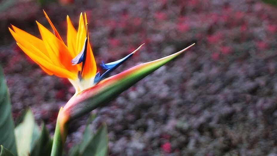 天堂鳥盛開 Birds of Paradise Blooming