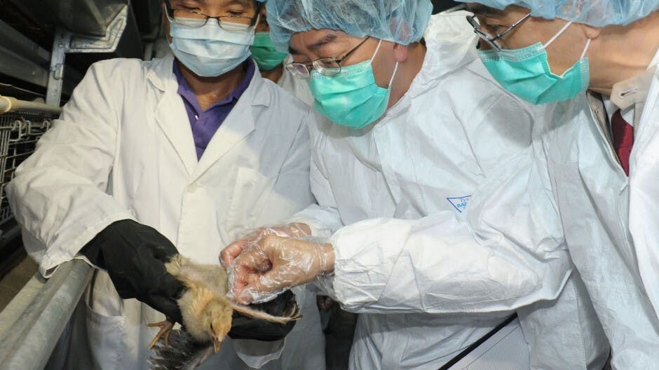 港大研究指 H7N9 於內地家禽出現地方性流行