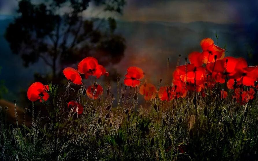 虞美人（Corn Poppy）和罌粟花（Opium Poppy）屬同一科植物，兩種花簡稱都是Poppy，外形相似，但後者可提煉毒品海洛英，被嚴格禁止種植。（Pixabay）