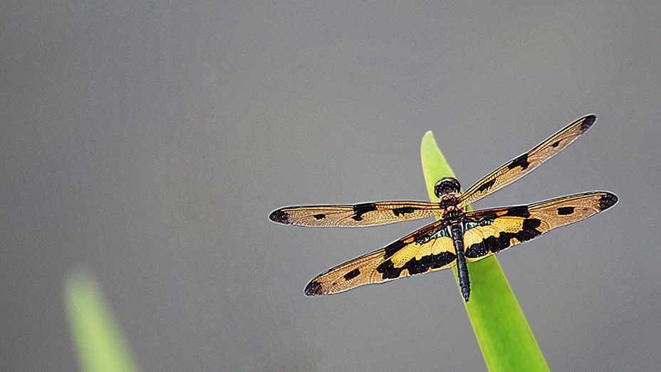 斑麗翅蜻 Variegated Flutterer (Dragonfly)